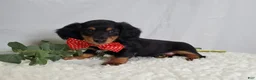 Miniature Dachshund dogs for sale: Kevin - Ad 4