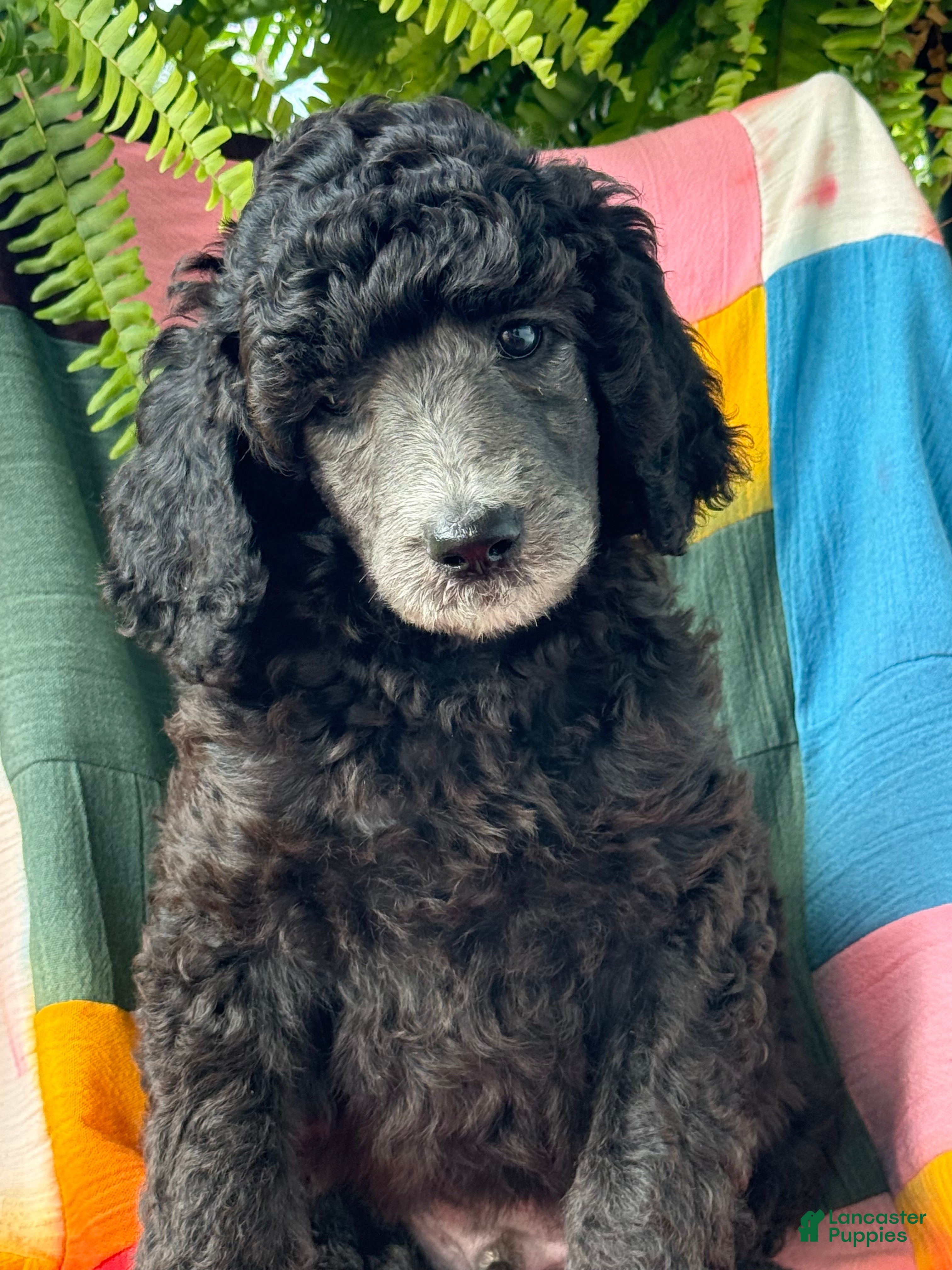 Standard Poodle dogs Armani - Ad 1