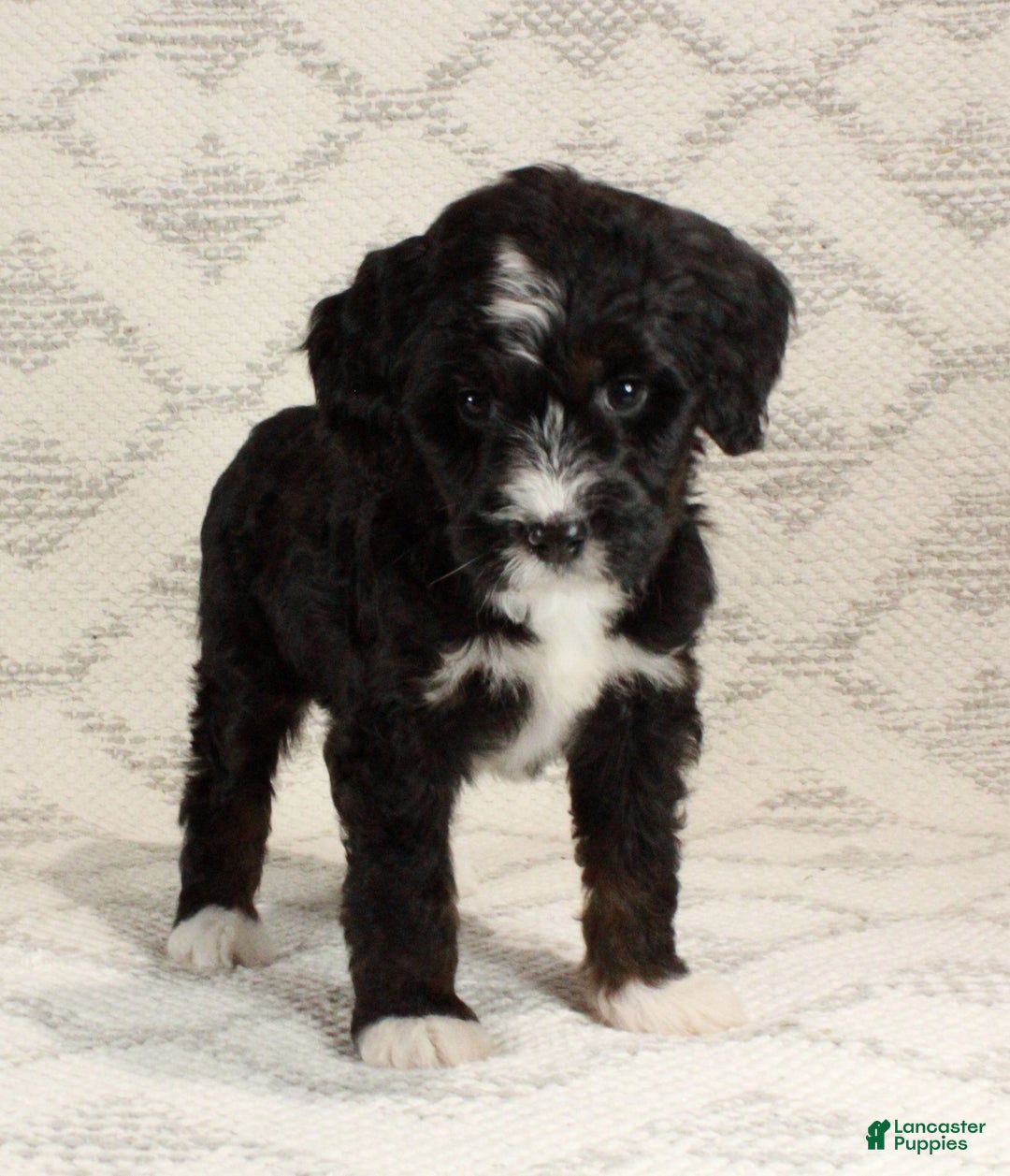 Bernedoodle dogs for sale: Luna - Ad 8