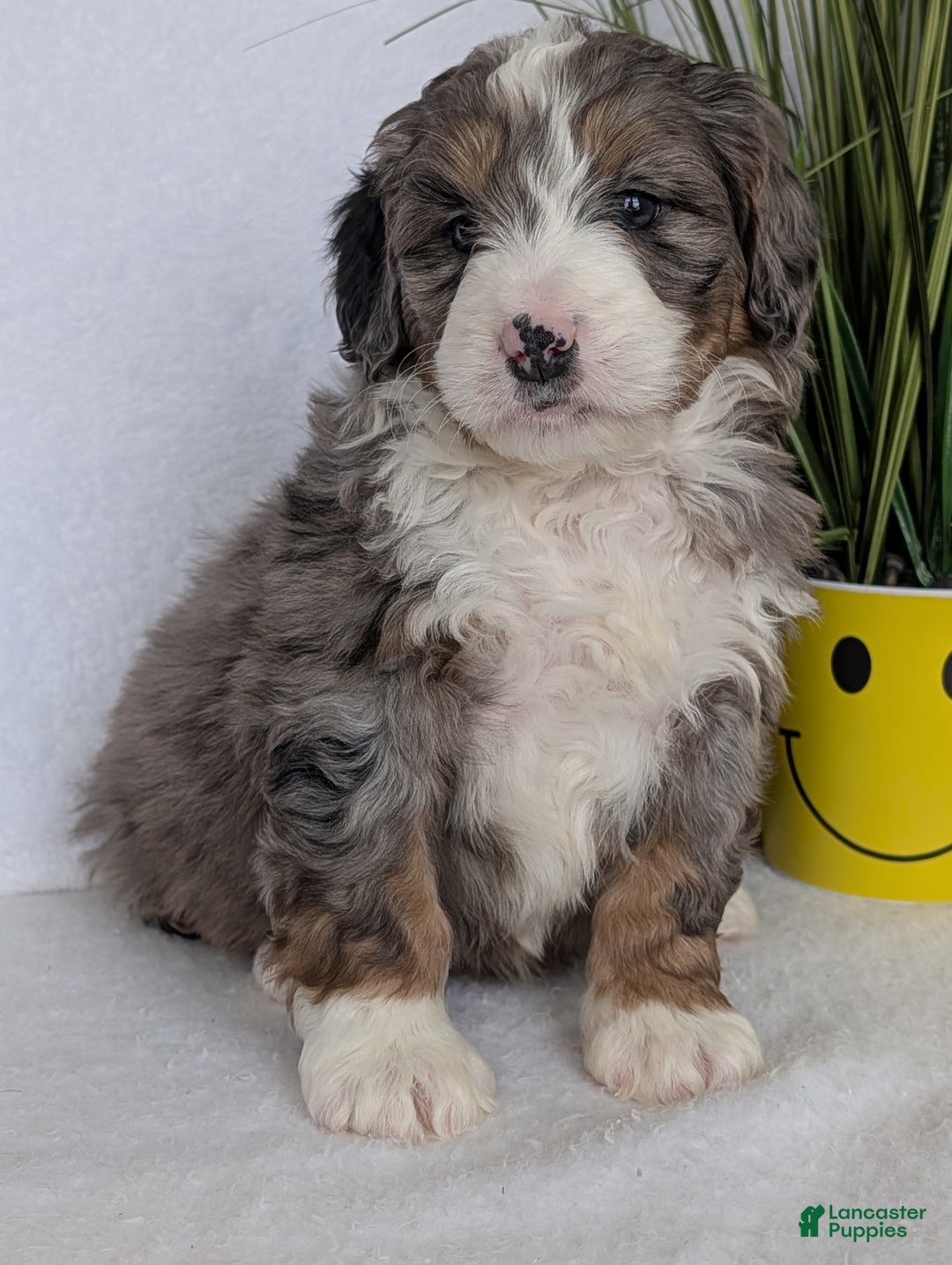 Mini Bernedoodle dogs for sale: Mini Bluey - Ad 2