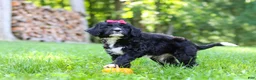 Bernedoodle dogs for sale: Pumpkin - Ad 8