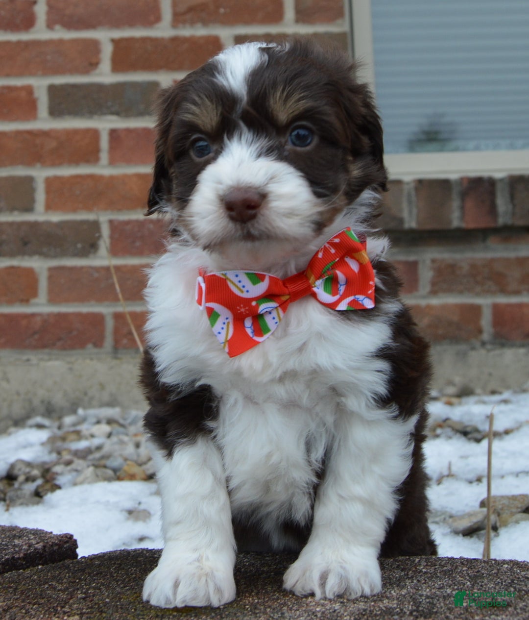 Mini Aussiedoodle dogs for sale: Toy Autumn - Ad 6