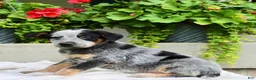 Australian Cattle Dog dogs for sale: Charlie  - Ad 6