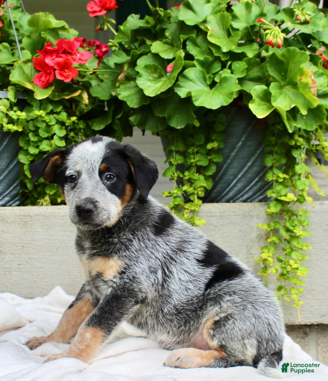 Australian Cattle Dog dogs for sale: Charlie  - Ad 6