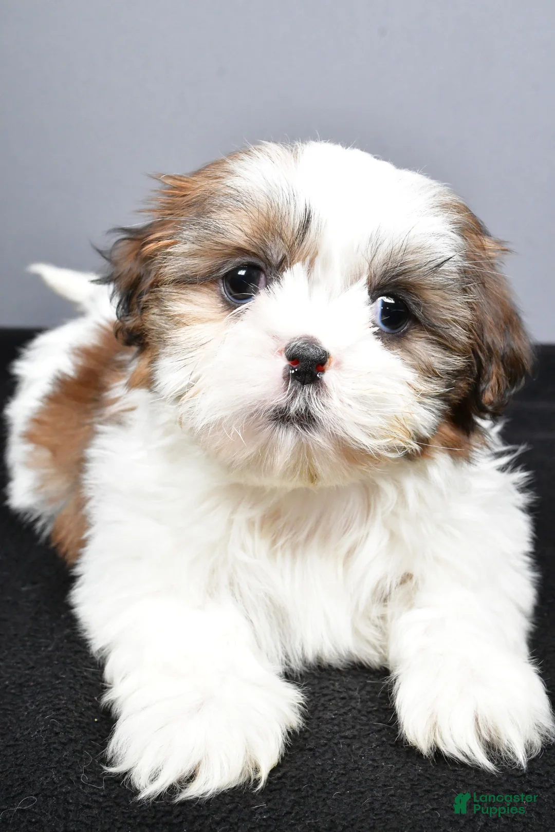 Shih Tzu dogs for sale: Gabe - Ad 4