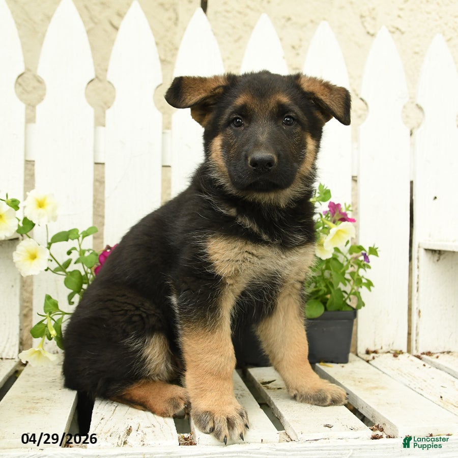 German Shepherd dogs for sale: Otto - Ad 1