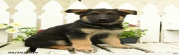 German Shepherd dogs for sale: Otto - Ad 1