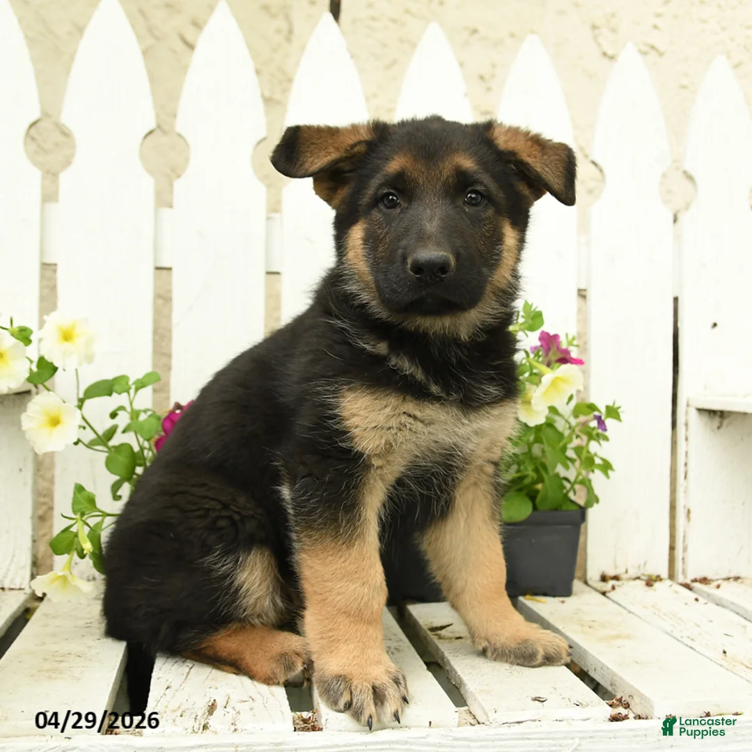 German Shepherd dogs for sale: Otto - Ad 1