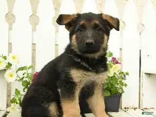German Shepherd dogs for sale: Otto - Ad 1