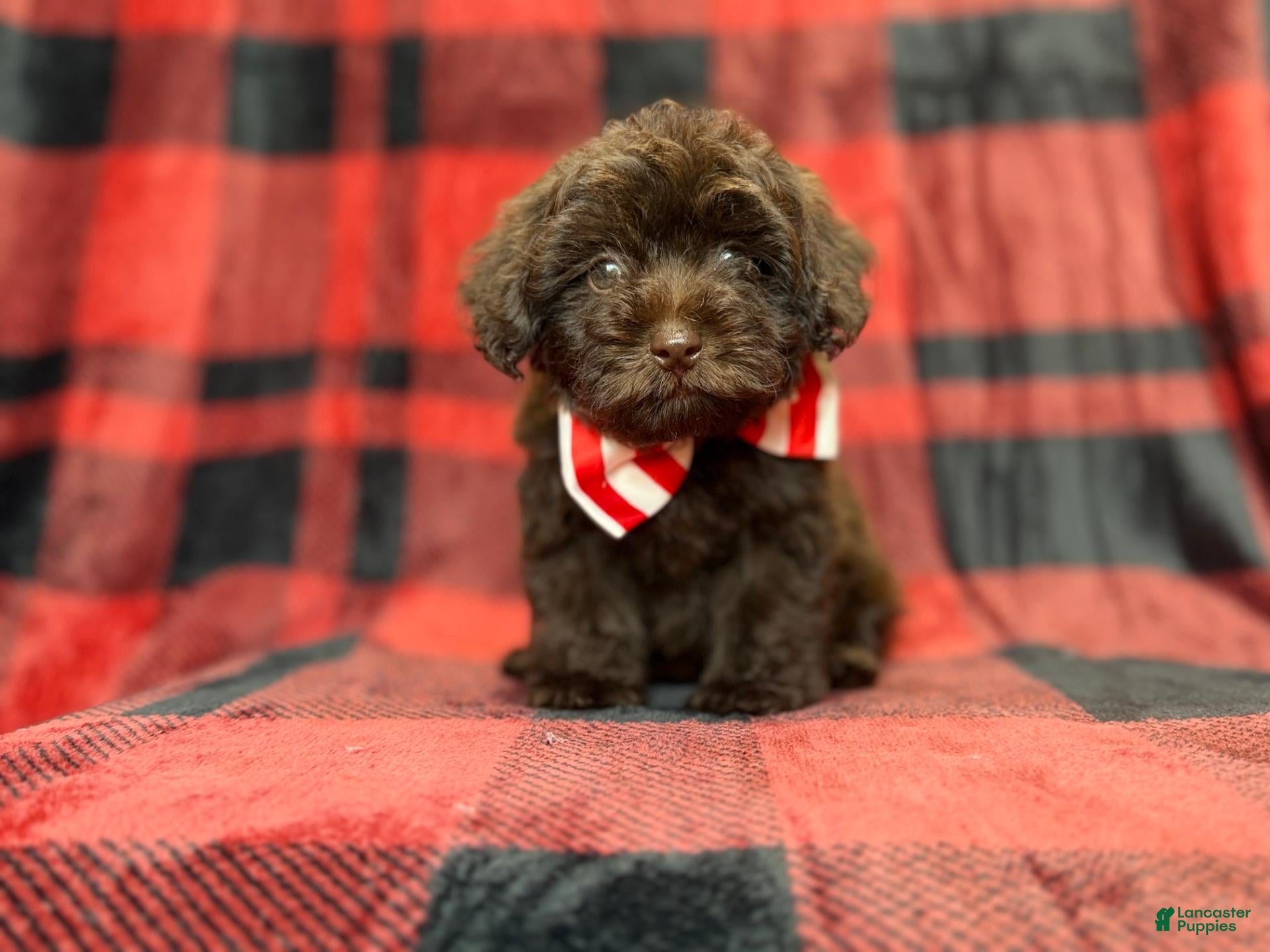 Shihpoo dogs Bryant - Ad 6