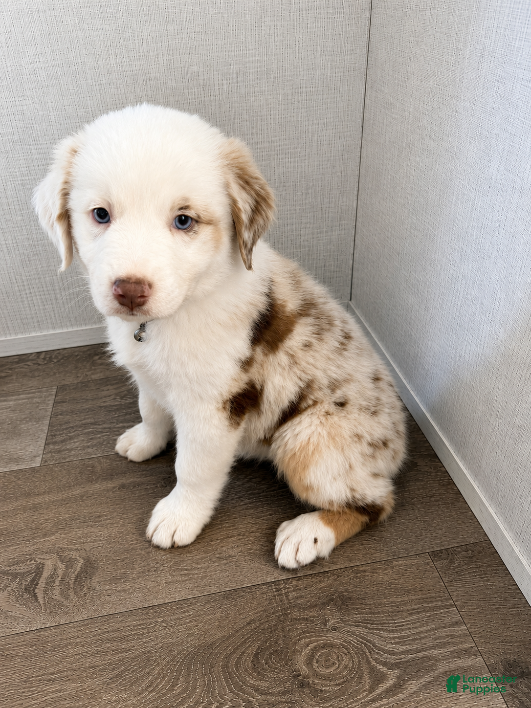 Australian Shepherd dogs Ella - Ad 1