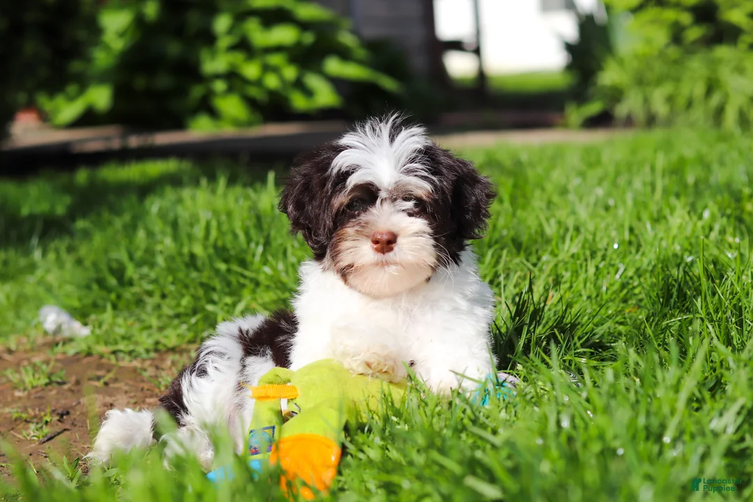 Havanese dogs for sale: Brady - Ad 1