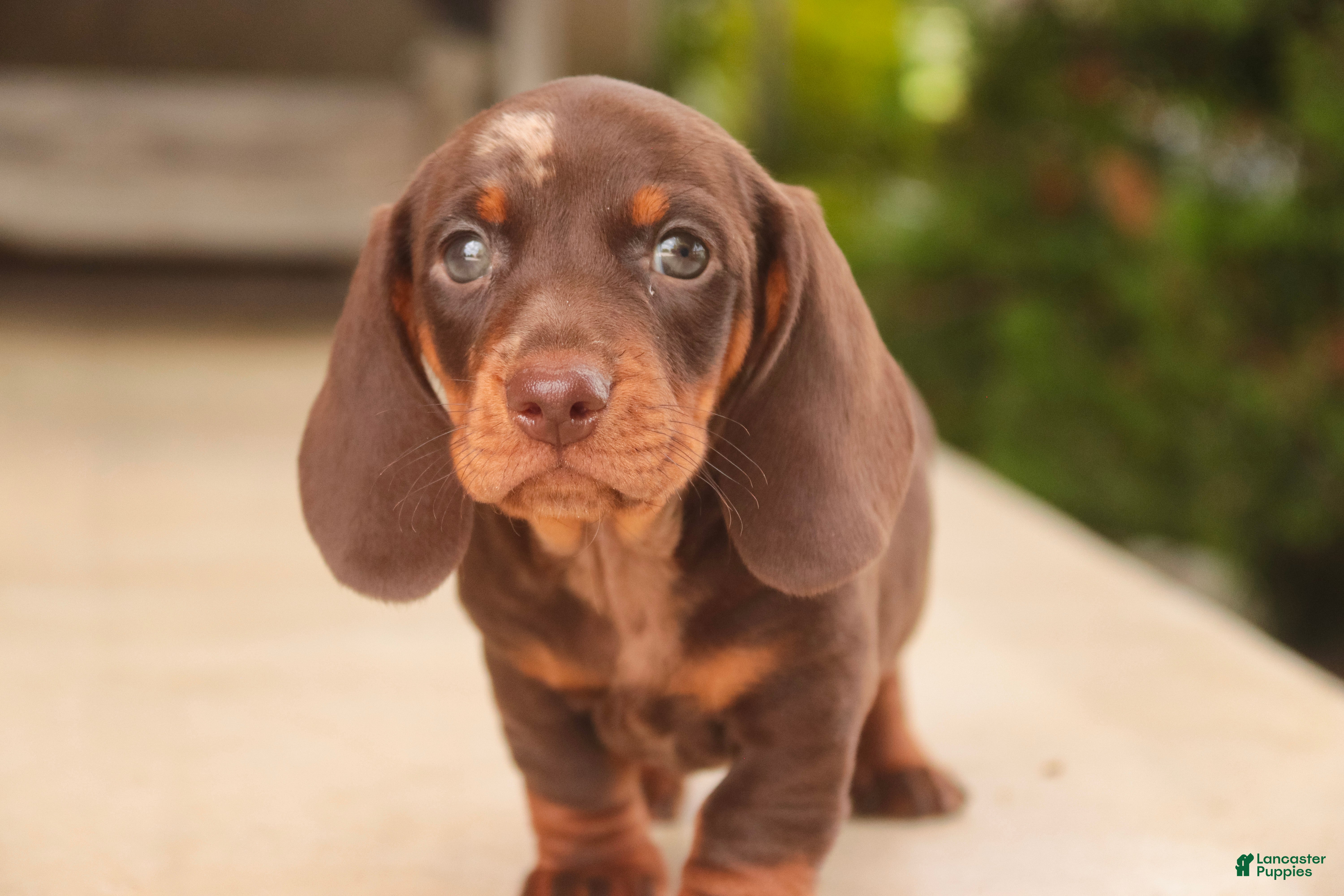 Miniature Dachshund dogs Cody Miniature Dachshund  - Ad 2