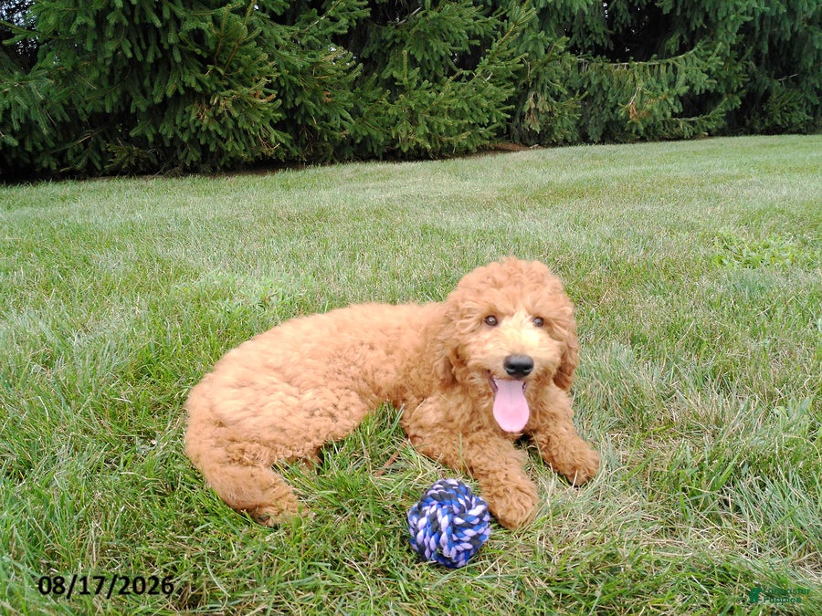 Mini Goldendoodle dogs Winston - Ad 2