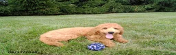 Mini Goldendoodle dogs for sale: Winston - Ad 2