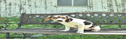 Mixed Breed dogs for sale: Dixie - Ad 4