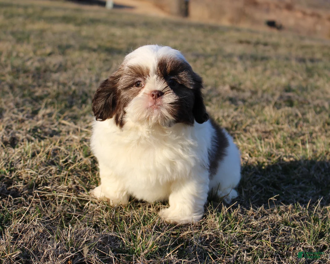 Shih Tzu dogs for sale: Erinie - Ad 5