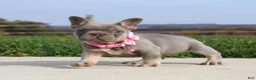 French Bulldog dogs for sale: Bonnie - Ad 1