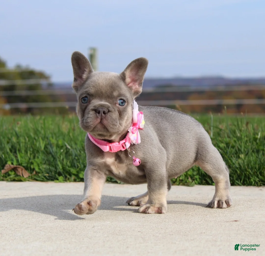 French Bulldog dogs for sale: Bonnie - Ad 1