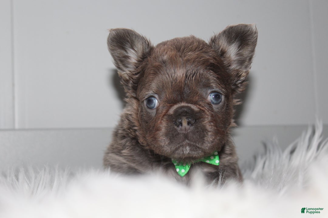 French Bulldog dogs for sale: French Bulldog Puppy 1 - Ad 7