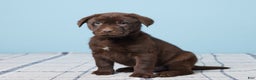 Labrador Retriever dogs for sale: Snoopy - Ad 2
