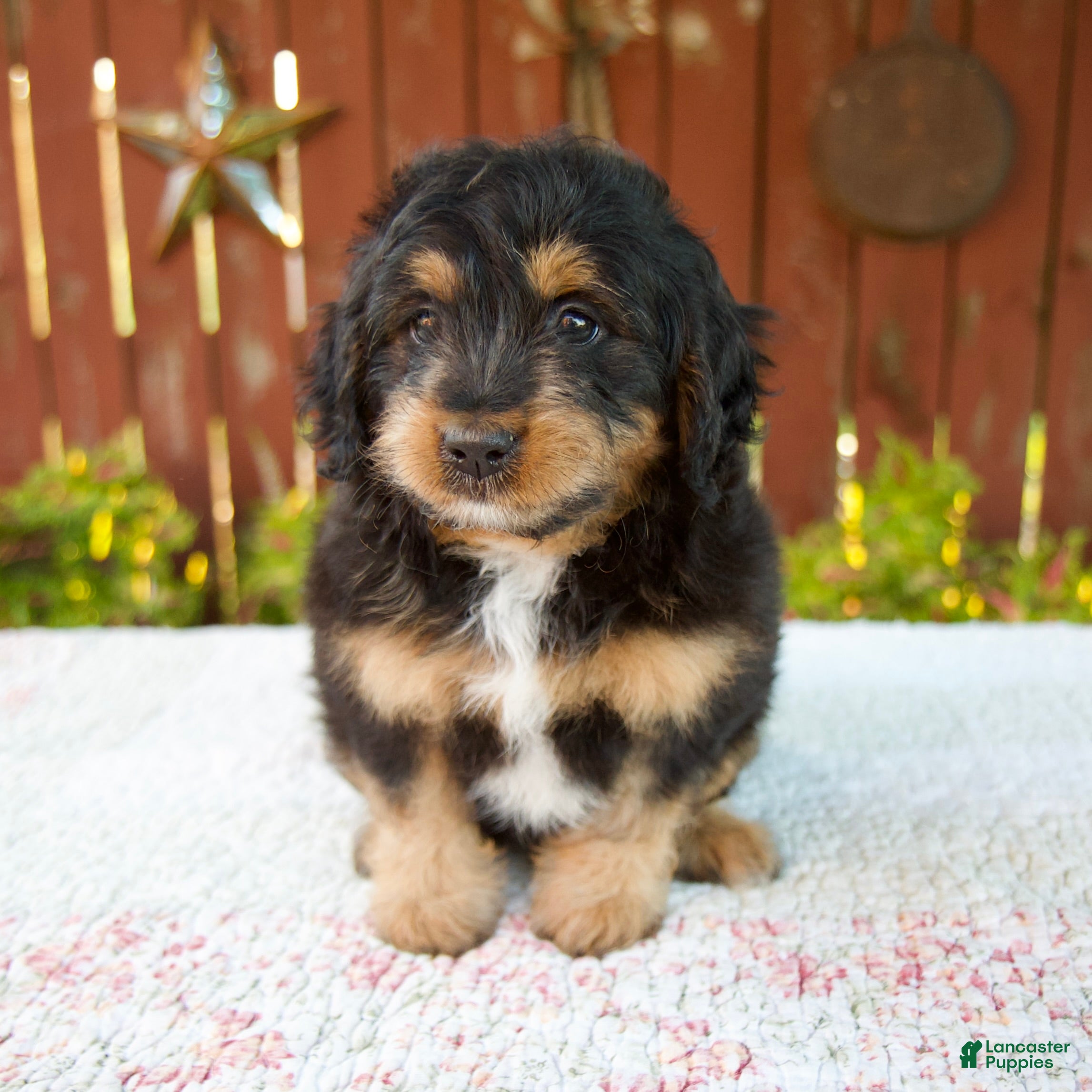 Mini Bernedoodle dogs Noelle - Ad 1