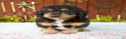 Mini Bernedoodle dogs for sale: Noelle - Ad 4