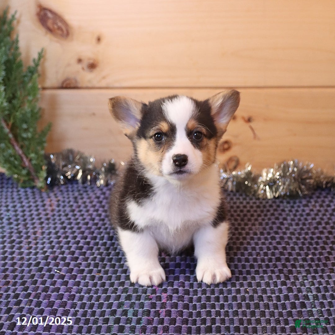 Welsh Corgi Pembroke dogs for sale: Hunter - Ad 2
