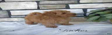 Tucker