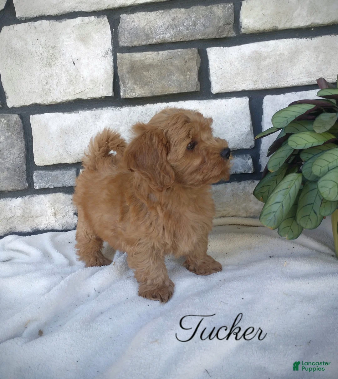 Shihpoo dogs for sale: Tucker - Ad 1