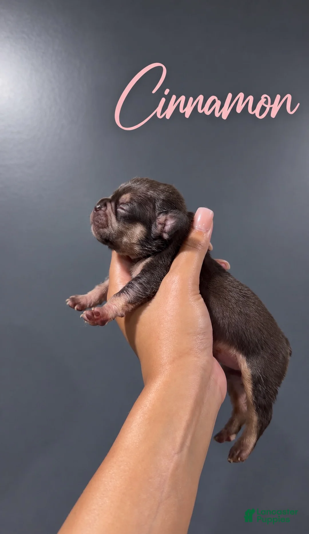 French Bulldog dogs for sale: Cinnamon  - Ad 1