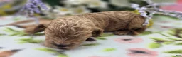 Cockapoo dogs for sale: Girdle - Ad 7