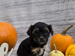 Yorkiepoo dogs - Ad 10