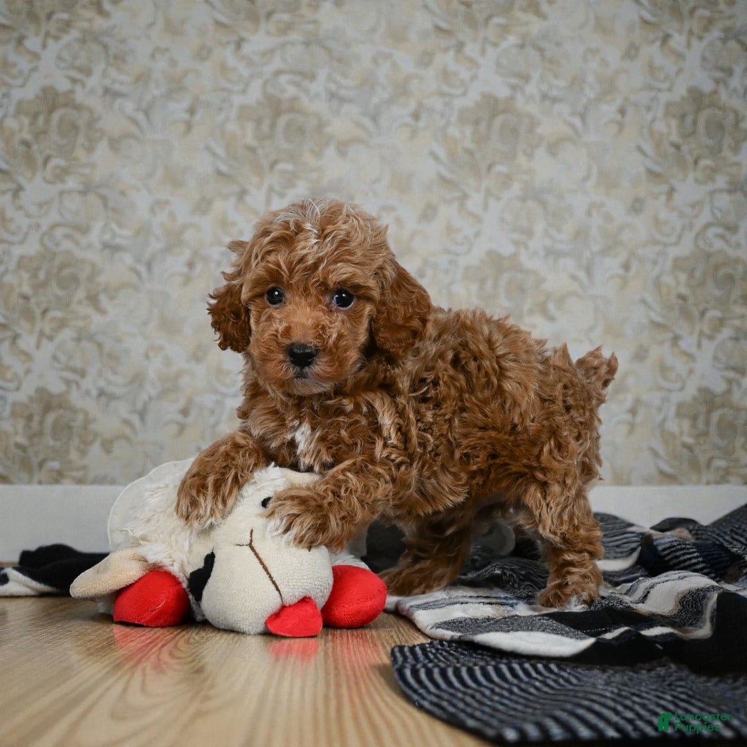 Miniature Poodle dogs for sale: Earl - Ad 4