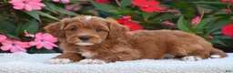 Mini Goldendoodle dogs for sale: Alex - Mini F1BB - Ad 3