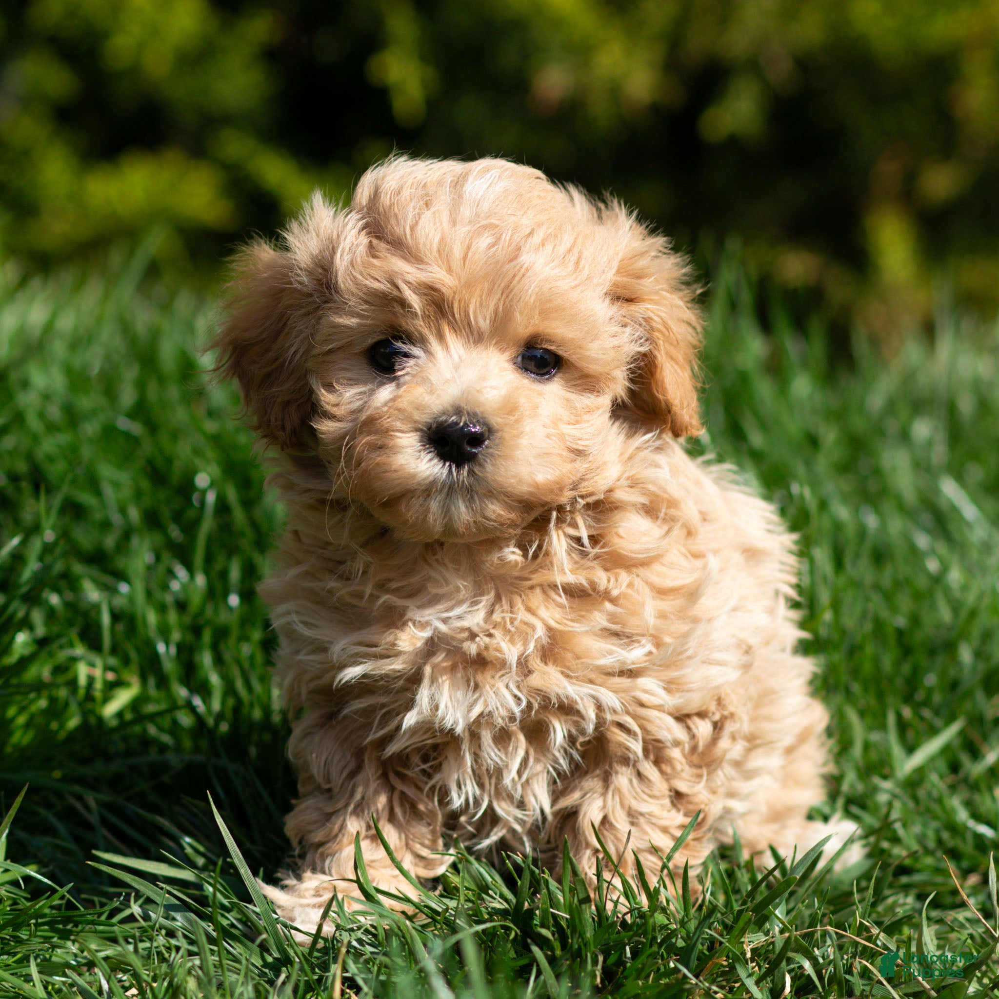 Maltipoo dogs Rusty Maltipoo Puppy  - Ad 1