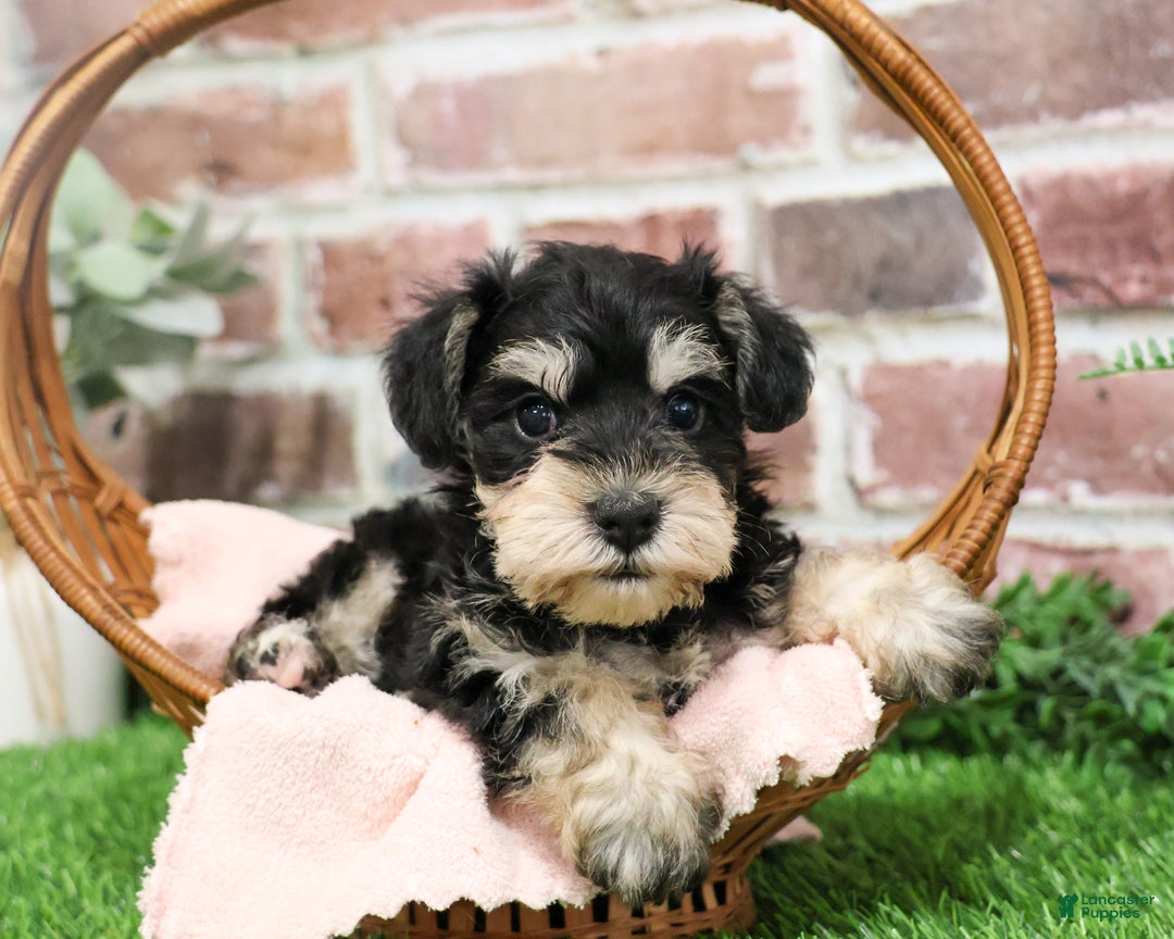 Miniature Schnauzer dogs for sale: Harriet  - Ad 3