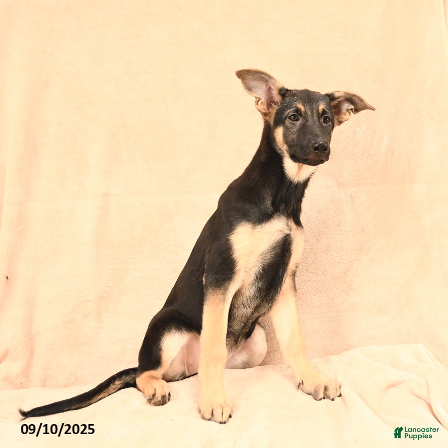 German Shepherd Puppies for sale under $100 Lancaster Puppies