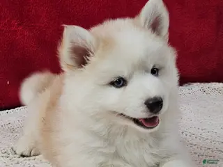 Pomsky dogs Butterscotch - Ad 17