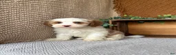 Havanese dogs for sale: Tasha - Ad 5