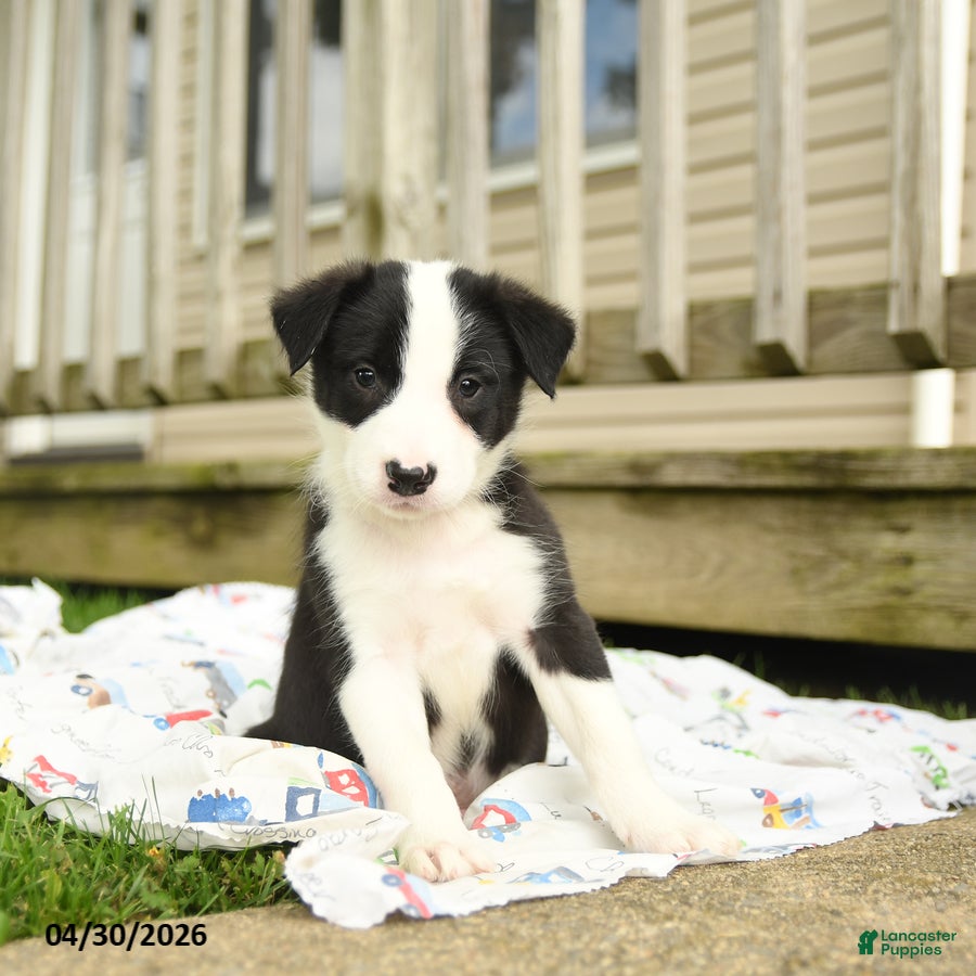 Border Collie dogs Herman - Ad 2