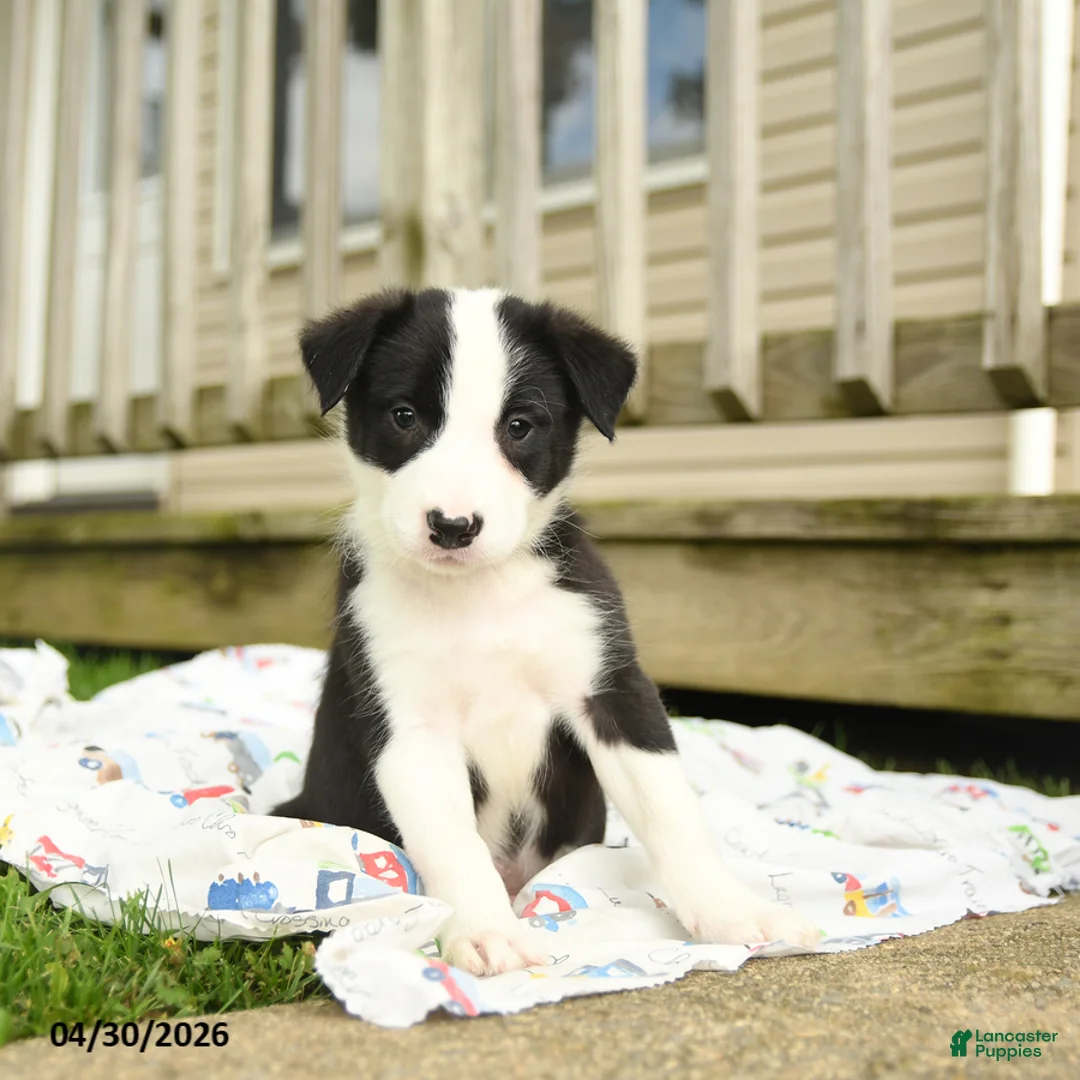 Border Collie dogs for sale: Herman - Ad 2