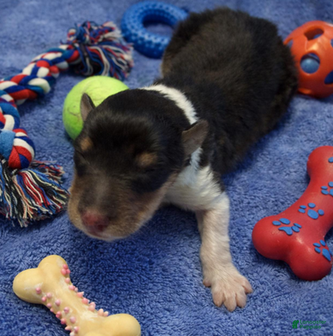 Collie dogs for sale: Caleb - Ad 5