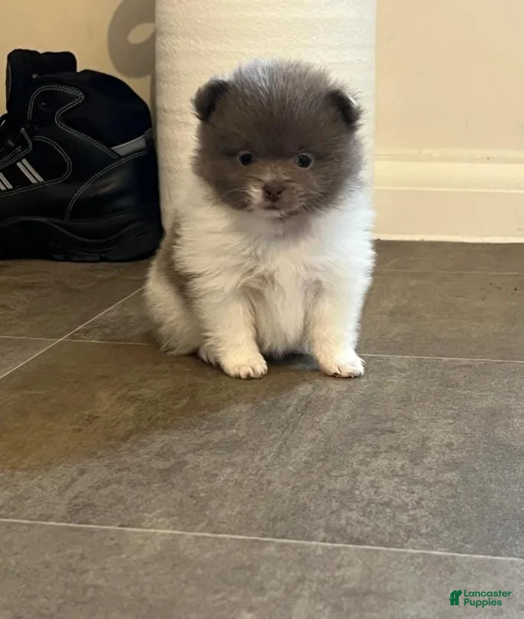 Pomeranian dogs for sale: Tania  - Ad 14