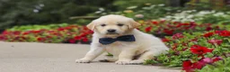 Golden Retriever dogs for sale: Burnell - Ad 7