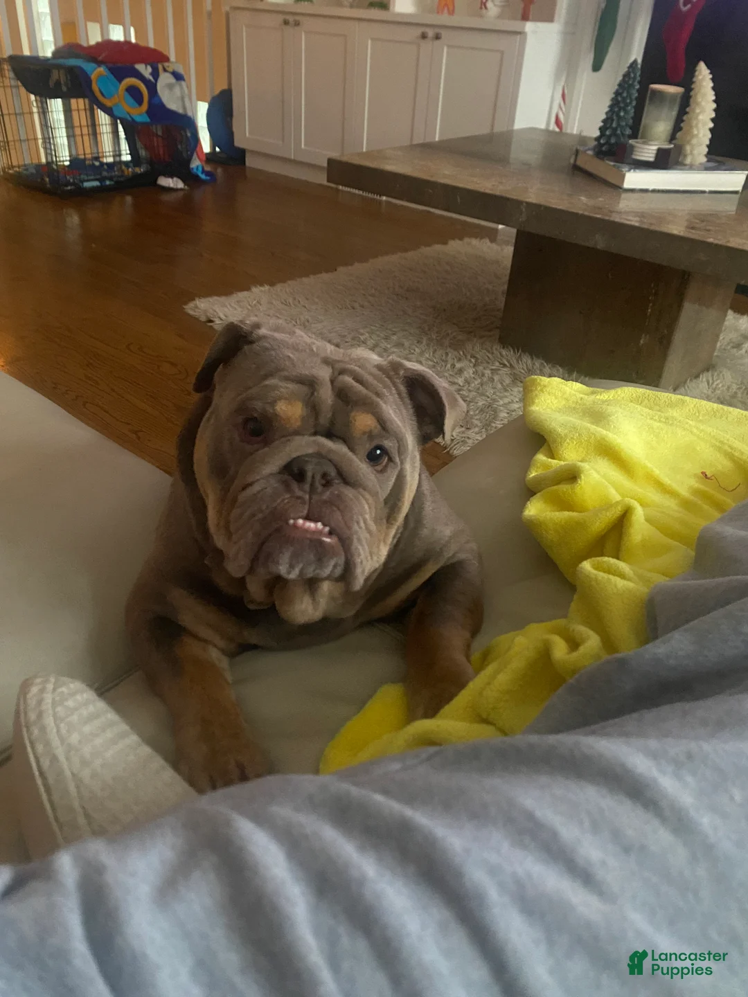 English Bulldog dogs for sale: Full suit lilac tri English Bulldog Mochi  - Ad 4