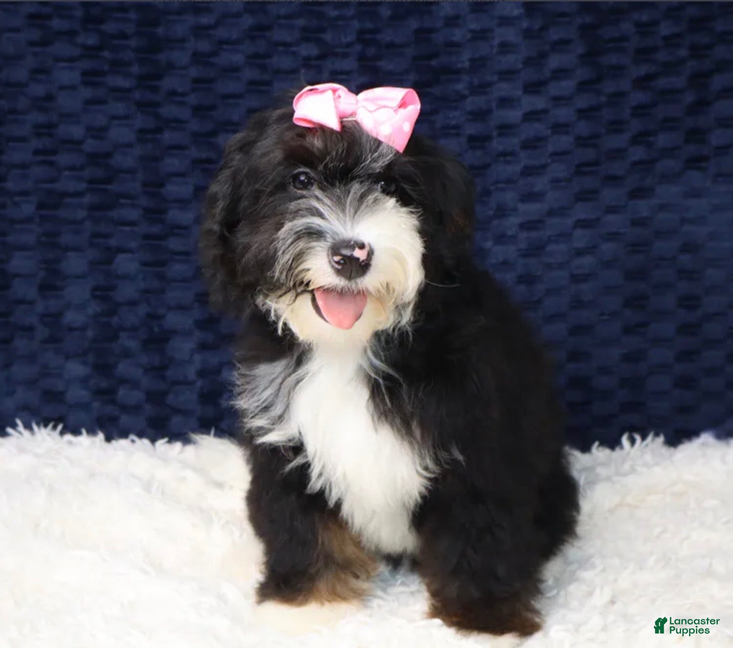 Mini Bernedoodle dogs Alexa - Ad 2