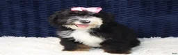 Mini Bernedoodle dogs for sale: Alexa - Ad 2