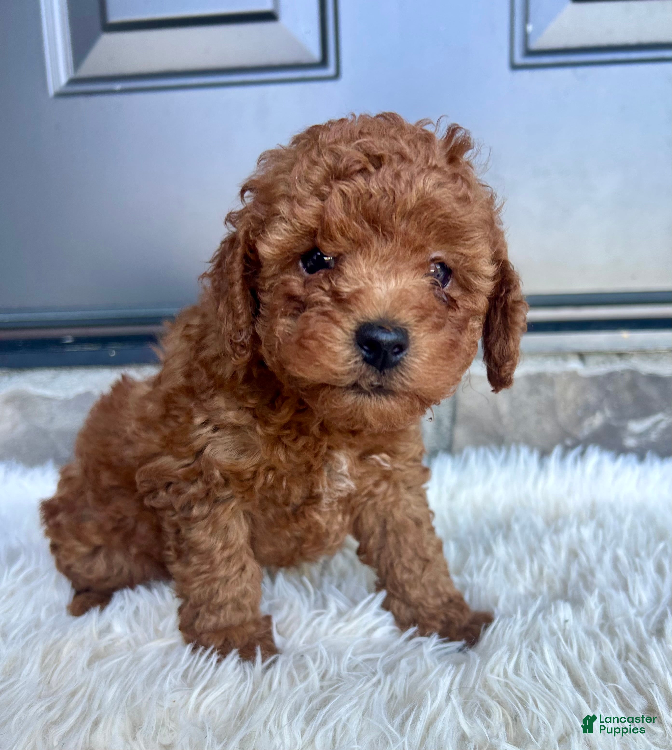 Toy Poodle dogs Roscoe - Ad 1
