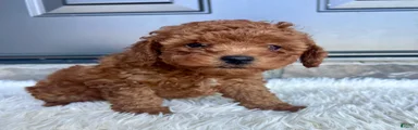 Roscoe